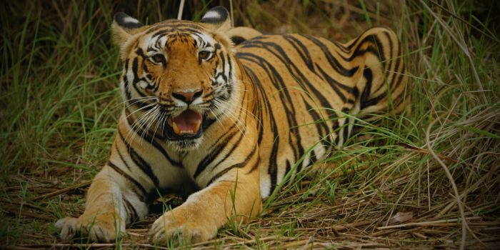 Tadoba